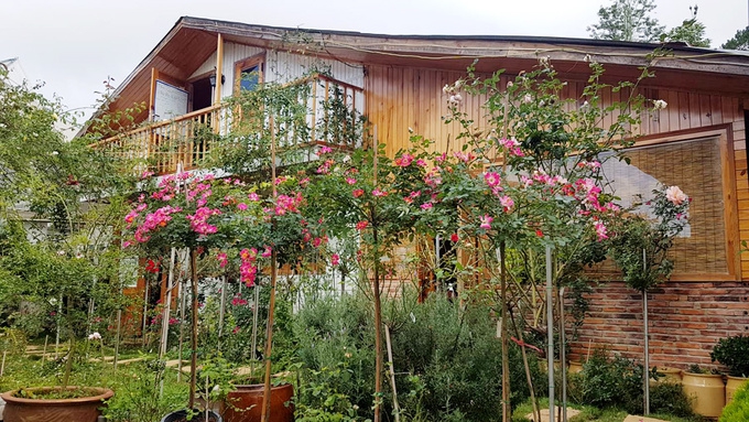 Gia đình Đà Lạt sống trong nhà gỗ giữa vườn hồng 1.000 m2